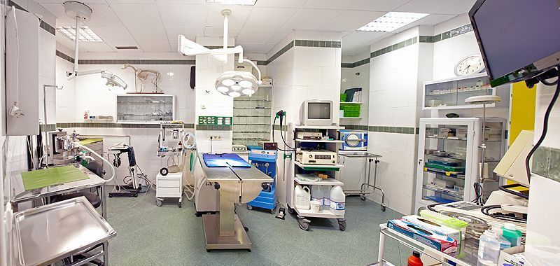 Seguros para veterinarios