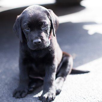 SEGUROS PARA MASCOTA
